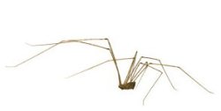 Daddy Long Legs