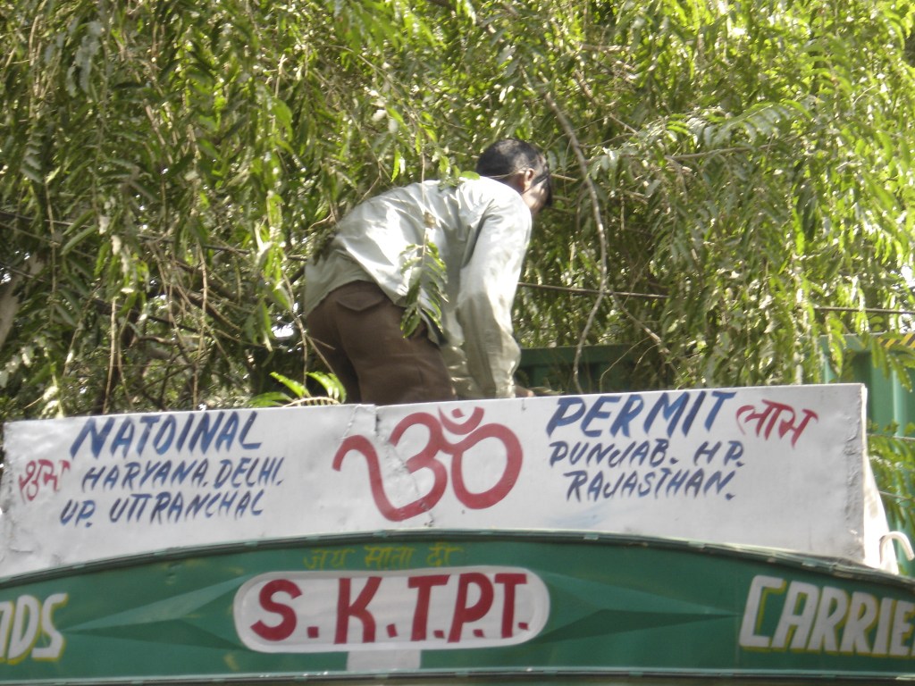 Déforestation massive à&nbsp;Delhi