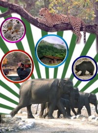 camp-king-elephant Camp King Elephant