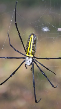 rishikesh-nov-2008-018 Araignée du matin ...
