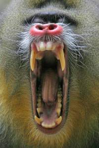 mandrill-baboon