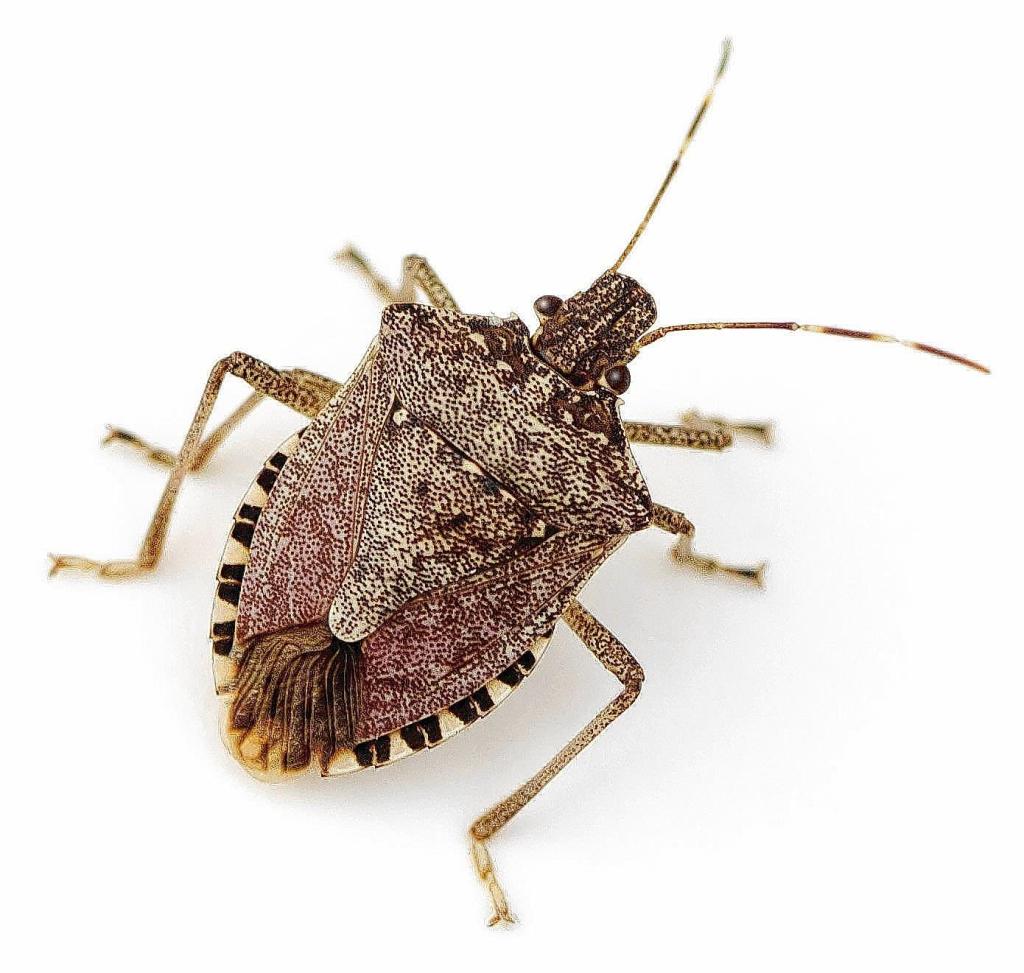 stink bug 2